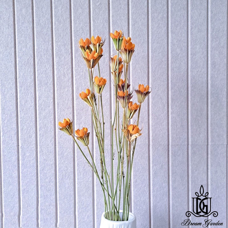 🇸🇬[SG Stock]Preserved Flowers Dried Flowers Handmade Dried Fruit Nigella Orientalis Home Decoration/DIY/Wedding