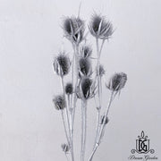 Dried Thistle Heads 2 | DreamGarden SG