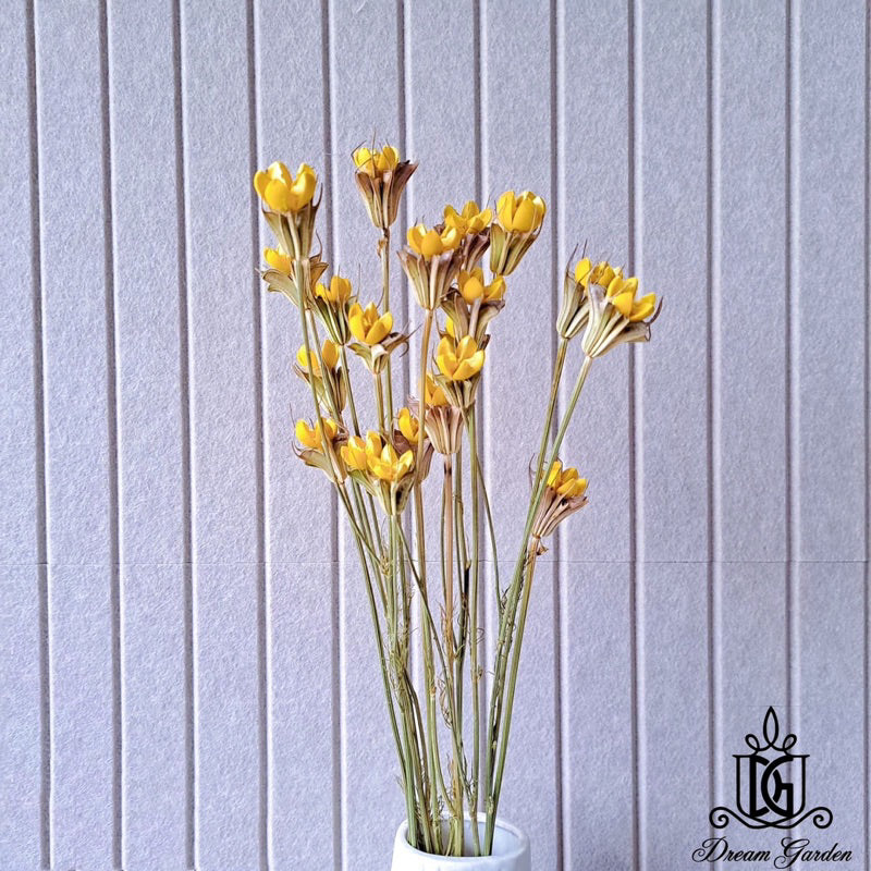 🇸🇬[SG Stock]Preserved Flowers Dried Flowers Handmade Dried Fruit Nigella Orientalis Home Decoration/DIY/Wedding