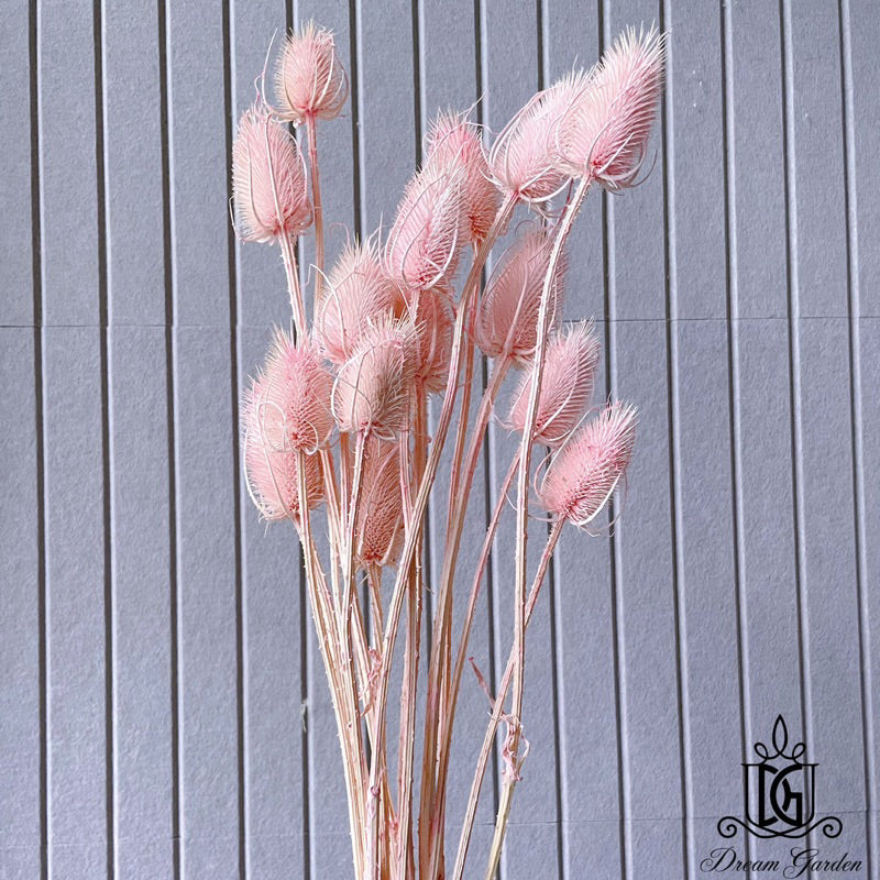 🇸🇬[SG Stock]Preserved Flowers Dried Flowers Dried Thistle Heads Singapore Local Wholesalers Home Decoration/DIY/Wedding
