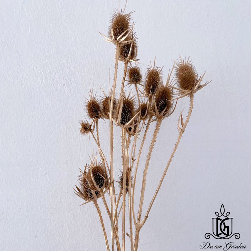 🇸🇬[SG Stock]Preserved Flowers Dried Flowers Dried Thistle Heads Singapore Local Wholesalers Home Decoration/DIY/Wedding