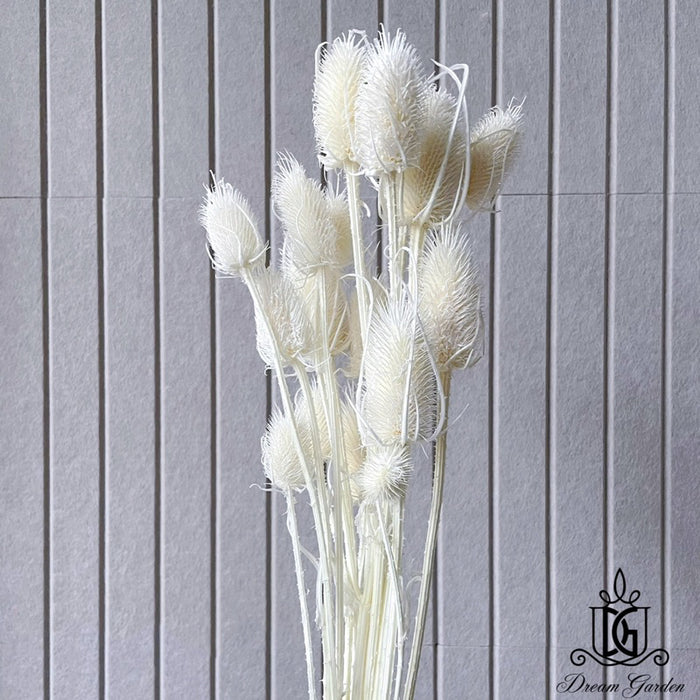 Dried Thistle Heads 2 | DreamGarden SG