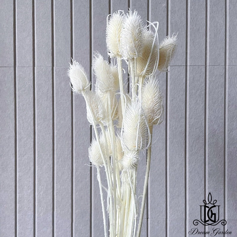 🇸🇬[SG Stock]Preserved Flowers Dried Flowers Dried Thistle Heads Singapore Local Wholesalers Home Decoration/DIY/Wedding