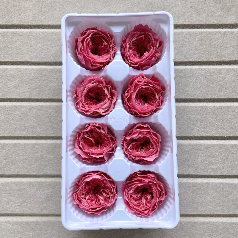 🇸🇬[SG Stock]Dream Garden Grade A Preserved David Austin Rose 4cm-5cm Preserved Garden Rose Preserved Flowers Austin