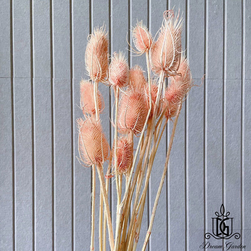 🇸🇬[SG Stock]Preserved Flowers Dried Flowers Dried Thistle Heads Singapore Local Wholesalers Home Decoration/DIY/Wedding