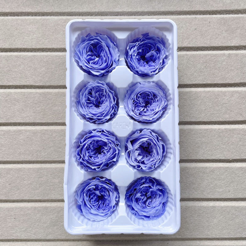 🇸🇬[SG Stock]Dream Garden Grade A Preserved David Austin Rose 4cm-5cm Preserved Garden Rose Preserved Flowers Austin