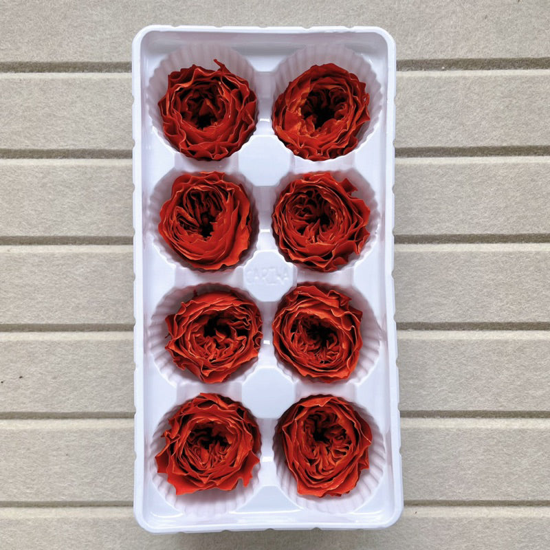 🇸🇬[SG Stock]Dream Garden Grade A Preserved David Austin Rose 4cm-5cm Preserved Garden Rose Preserved Flowers Austin