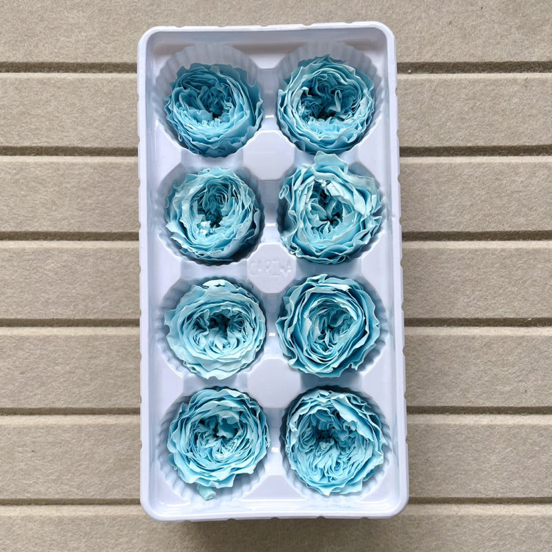 🇸🇬[SG Stock]Dream Garden Grade A Preserved David Austin Rose 4cm-5cm Preserved Garden Rose Preserved Flowers Austin