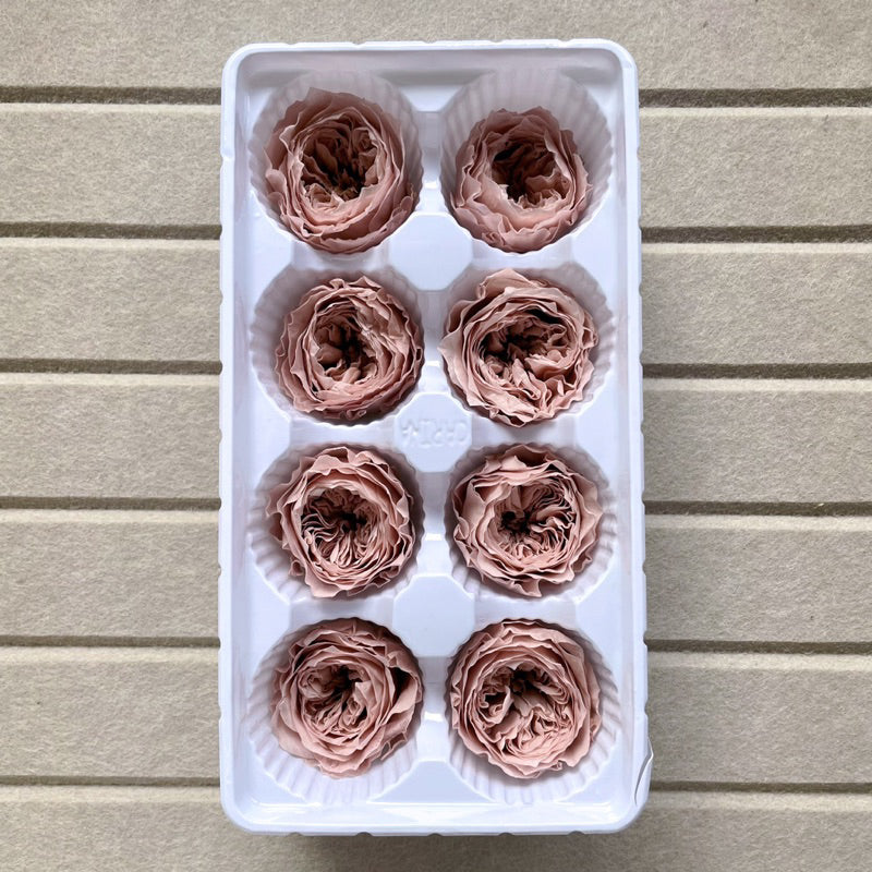 🇸🇬[SG Stock]Dream Garden Grade A Preserved David Austin Rose 4cm-5cm Preserved Garden Rose Preserved Flowers Austin
