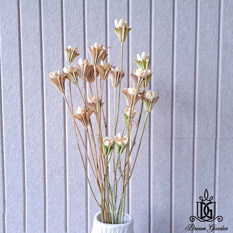 🇸🇬[SG Stock]Preserved Flowers Dried Flowers Handmade Dried Fruit Nigella Orientalis Home Decoration/DIY/Wedding