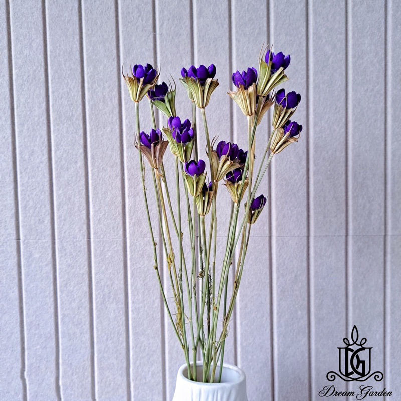 🇸🇬[SG Stock]Preserved Flowers Dried Flowers Handmade Dried Fruit Nigella Orientalis Home Decoration/DIY/Wedding