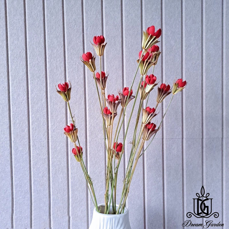 🇸🇬[SG Stock]Preserved Flowers Dried Flowers Handmade Dried Fruit Nigella Orientalis Home Decoration/DIY/Wedding