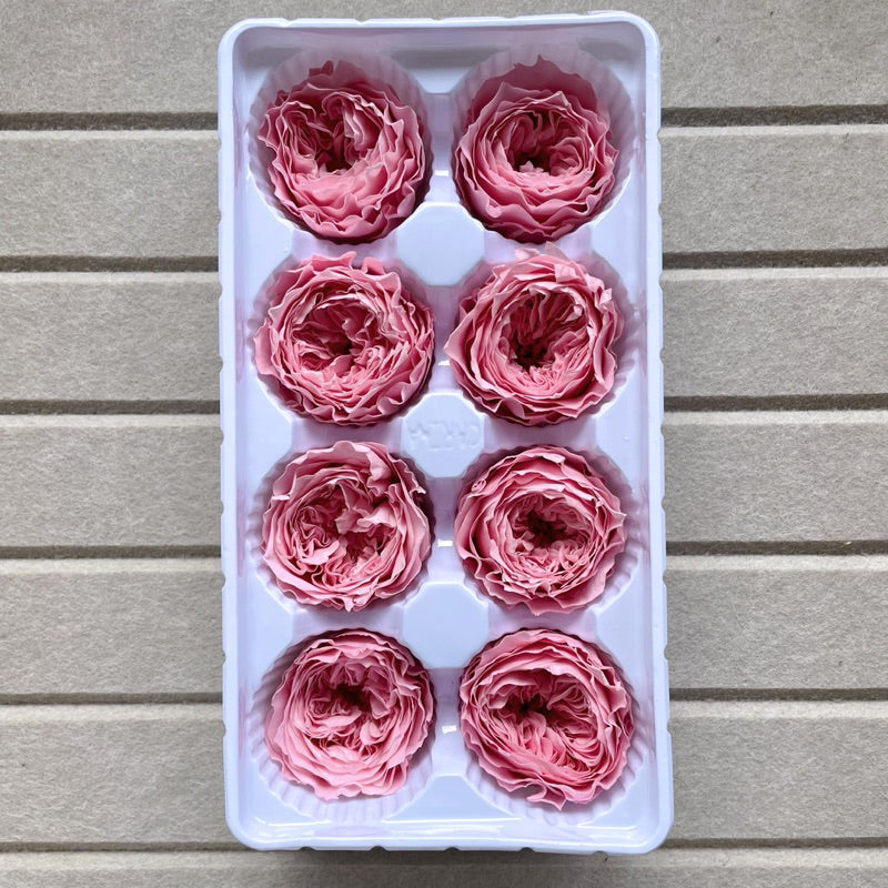 🇸🇬[SG Stock]Dream Garden Grade A Preserved David Austin Rose 4cm-5cm Preserved Garden Rose Preserved Flowers Austin