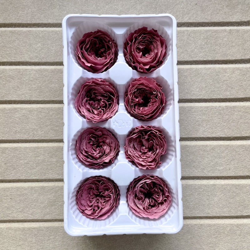 🇸🇬[SG Stock]Dream Garden Grade A Preserved David Austin Rose 4cm-5cm Preserved Garden Rose Preserved Flowers Austin