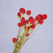 Dried & Preserved Flowers | DreamGarden SG