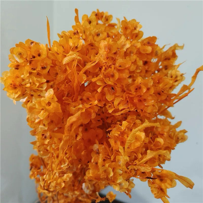🇸🇬[SG Stock]Preserved Flowers Dried Flowers Preserved Lunaria <Honesty> Singapore Local Home Decoration/DIY/Wedding