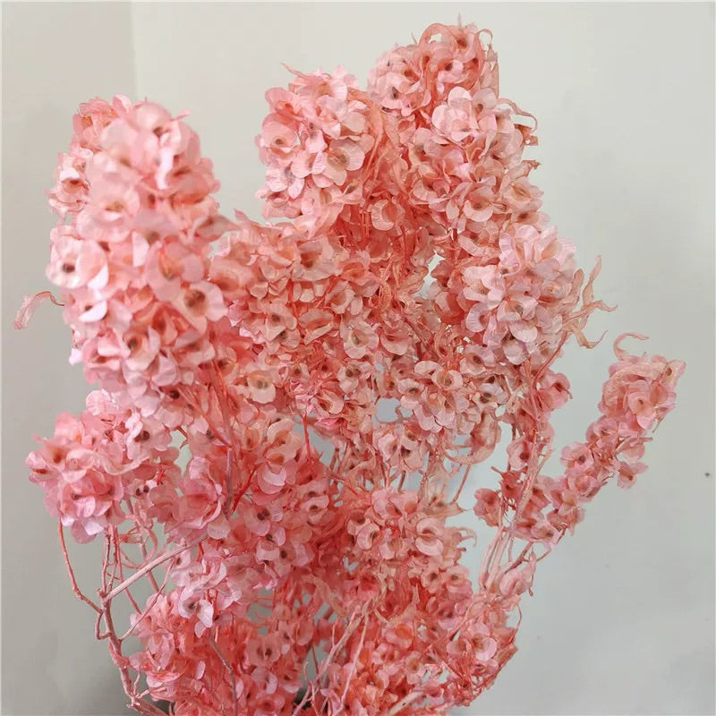 🇸🇬[SG Stock]Preserved Flowers Dried Flowers Preserved Lunaria <Honesty> Singapore Local Home Decoration/DIY/Wedding