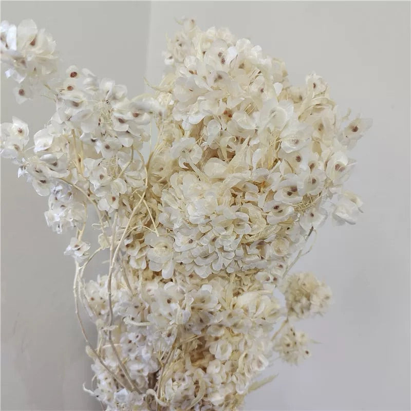 🇸🇬[SG Stock]Preserved Flowers Dried Flowers Preserved Lunaria <Honesty> Singapore Local Home Decoration/DIY/Wedding