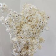 Preserved Lunaria (Honesty) | DreamGarden SG