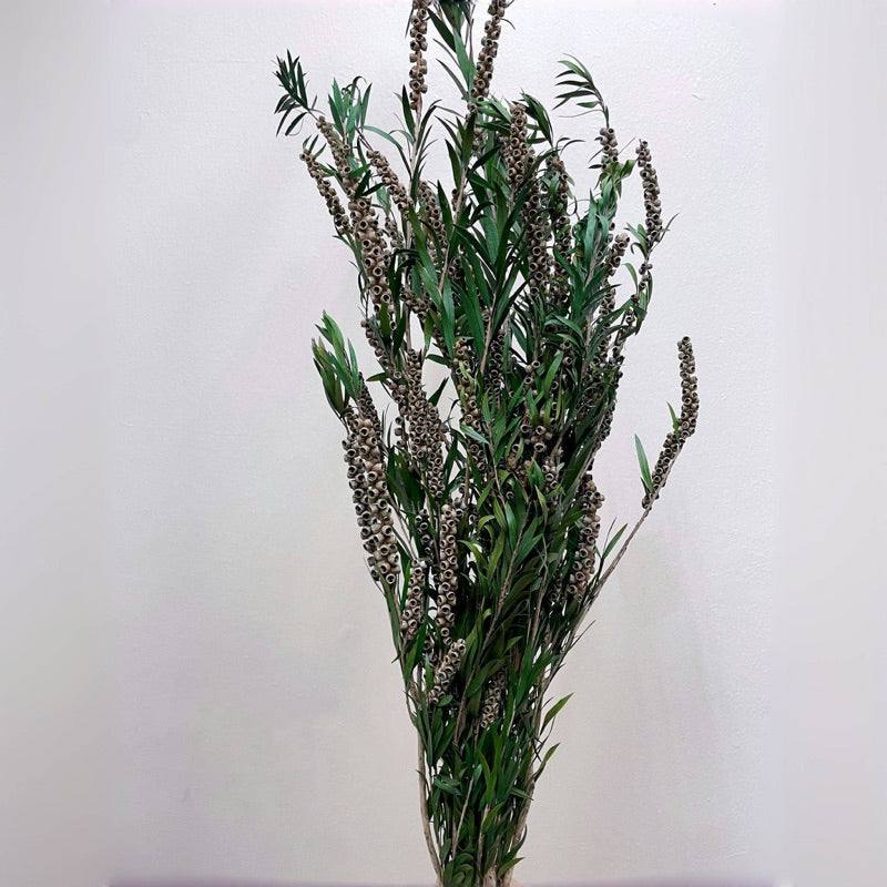 Preserved flower plant Buddha beads dried flower bouquet | DreamGarden SG
