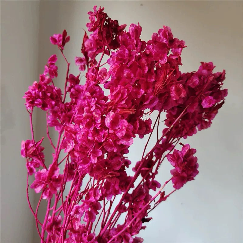 🇸🇬[SG Stock]Preserved Flowers Dried Flowers Preserved Lunaria <Honesty> Singapore Local Home Decoration/DIY/Wedding