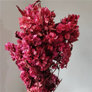 Preserved Lunaria (Honesty) | DreamGarden SG