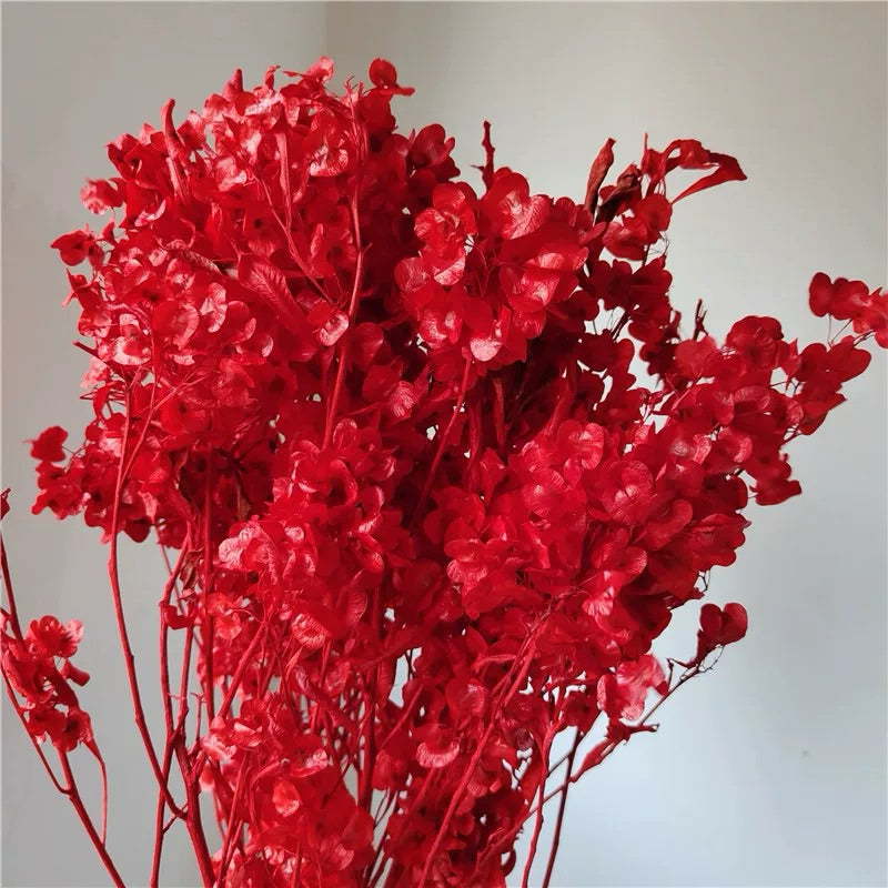 🇸🇬[SG Stock]Preserved Flowers Dried Flowers Preserved Lunaria <Honesty> Singapore Local Home Decoration/DIY/Wedding