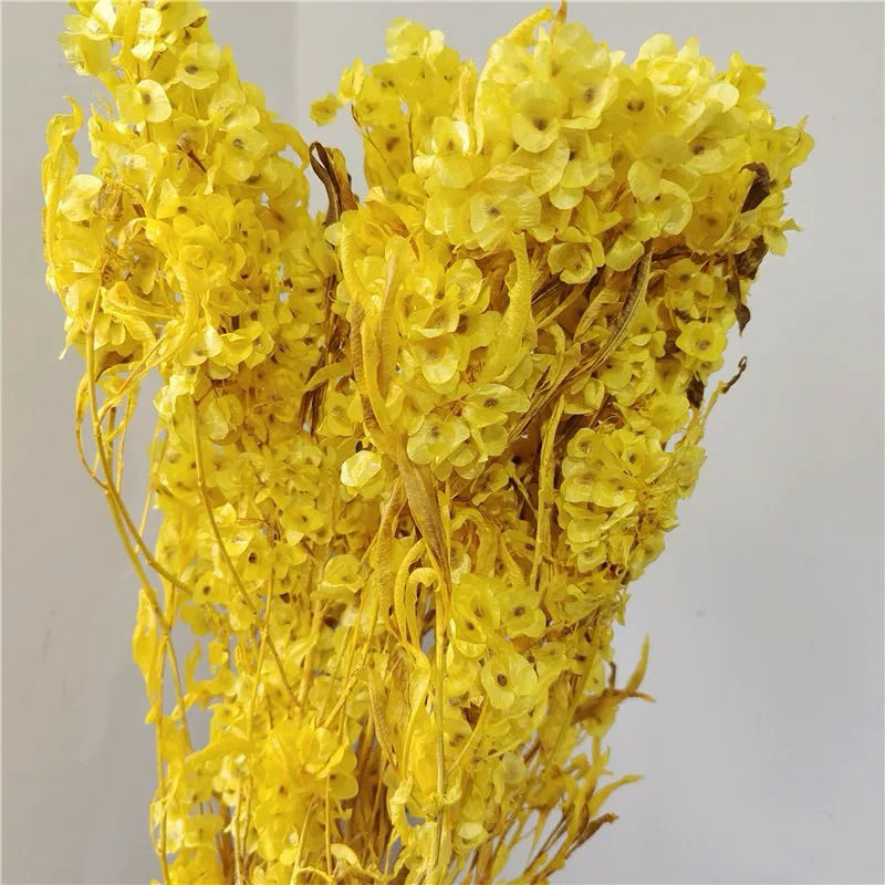 🇸🇬[SG Stock]Preserved Flowers Dried Flowers Preserved Lunaria <Honesty> Singapore Local Home Decoration/DIY/Wedding