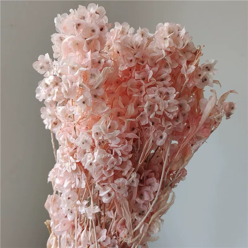 🇸🇬[SG Stock]Preserved Flowers Dried Flowers Preserved Lunaria <Honesty> Singapore Local Home Decoration/DIY/Wedding