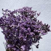 Preserved Limonium 2 | DreamGarden SG