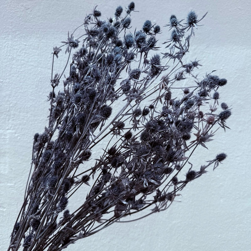 Preserved Sea Holly