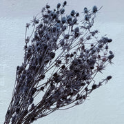 Preserved Sea Holly