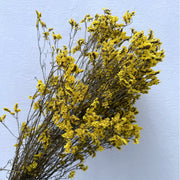 Limonium Diawetkan