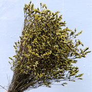 Limonium Diawetkan