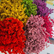 Limonium Diawetkan