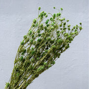 Preserved Sea Holly