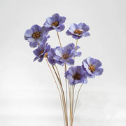 Preserved Bauhinia