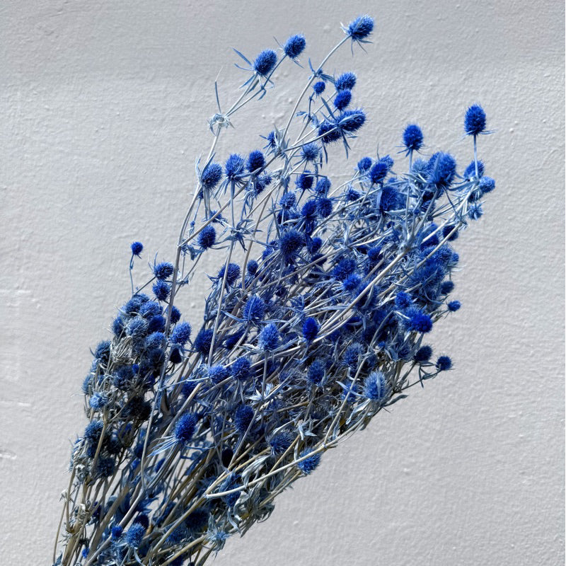 Preserved Sea Holly