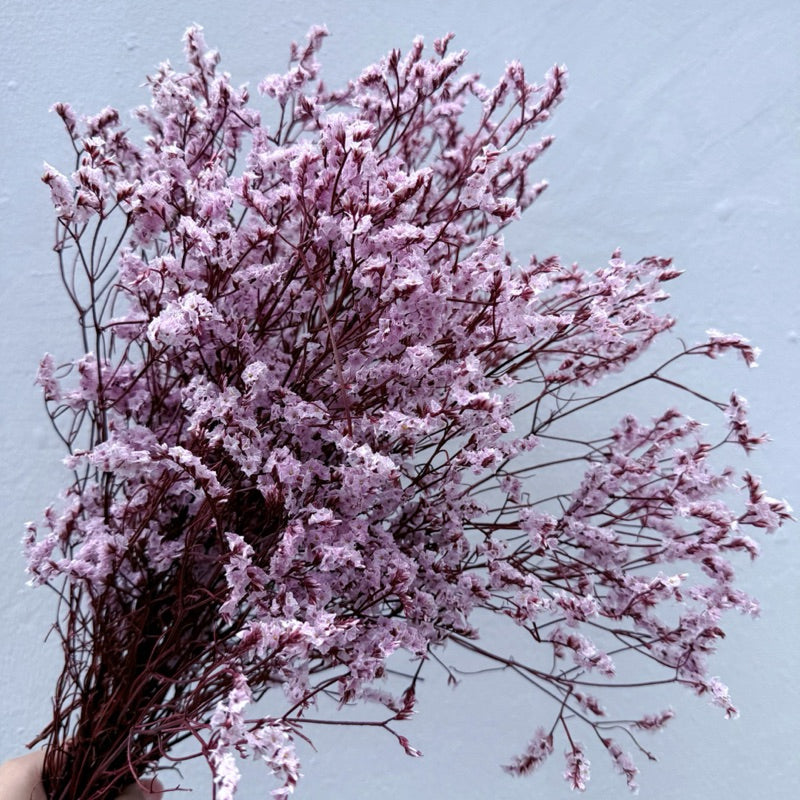 🇸🇬[SG Stock]Preserved Flowers Dried Flowers Preserved Limonium Singapore Local Wholesalers Home Decoration/DIY/Wedding