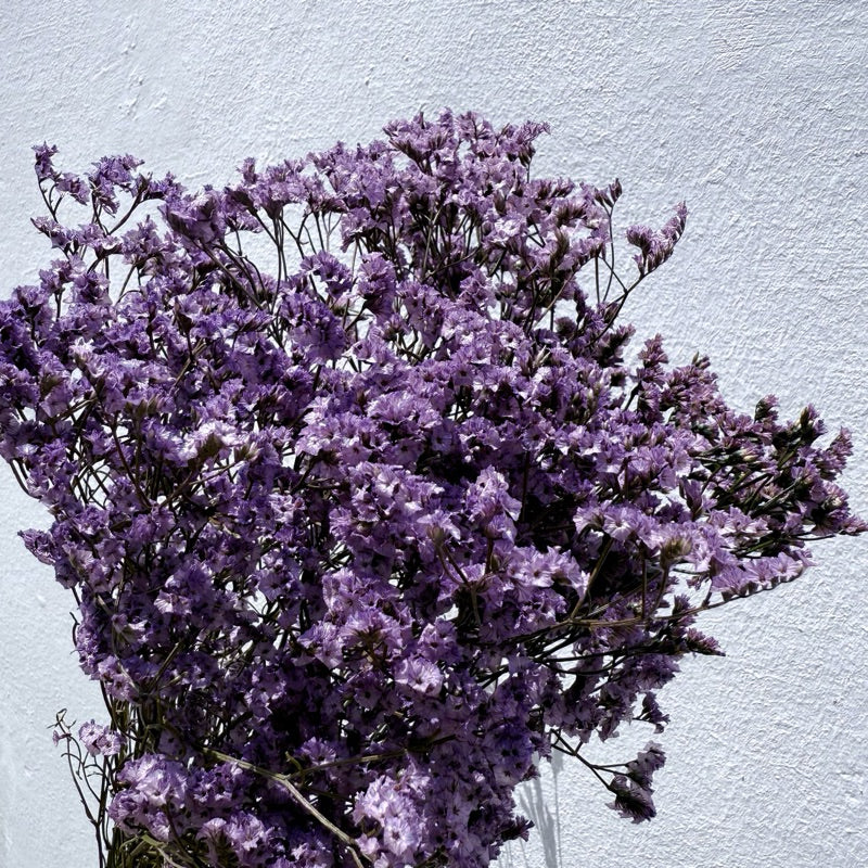 Preserved Limonium 2 | DreamGarden SG
