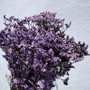 Preserved Limonium 2 | DreamGarden SG