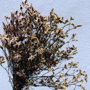 Preserved Limonium 2 | DreamGarden SG