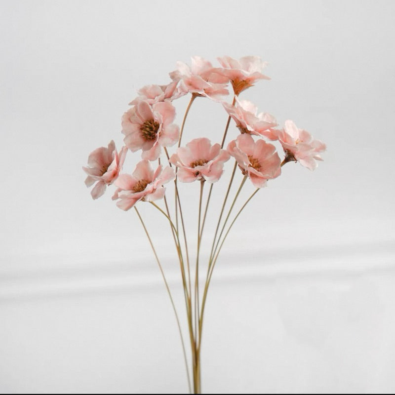 Preserved Flowers Cotton Flowers 2 | DreamGarden SG