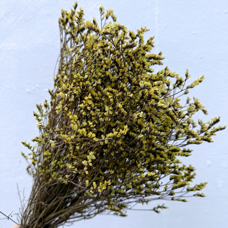 🇸🇬[SG Stock]Preserved Flowers Dried Flowers Preserved Limonium Singapore Local Wholesalers Home Decoration/DIY/Wedding