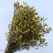 Preserved Limonium | DreamGarden SG