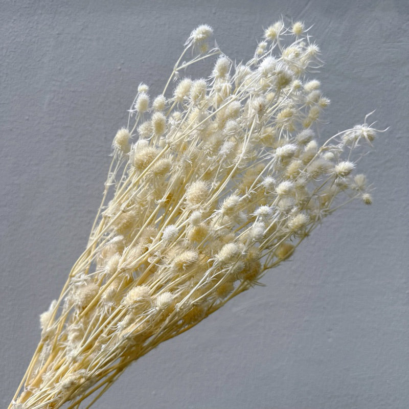 Preserved Sea Holly