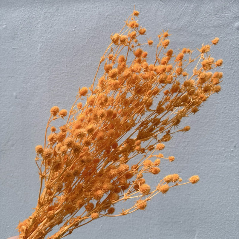 🇸🇬[SG Stock]Preserved Flowers Dried Flowers Preserved Sea Holly Singapore Local Wholesalers Home Decoration/DIY/Wedding