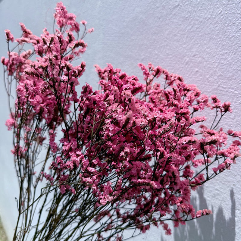Preserved Limonium 2 | DreamGarden SG