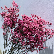 Preserved Limonium 2 | DreamGarden SG