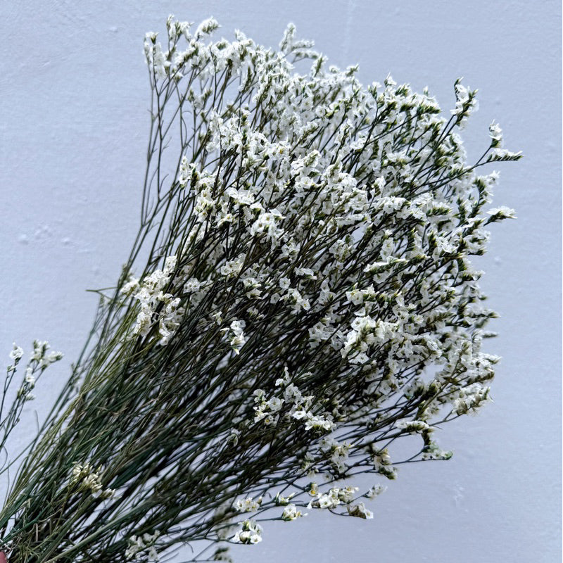 Preserved Limonium